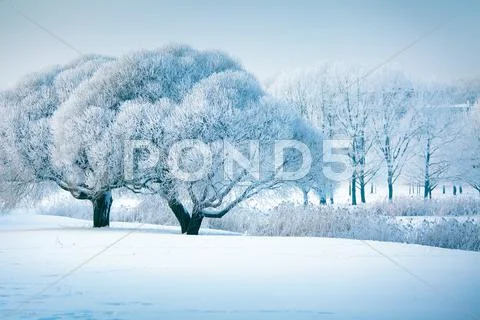 Winter trees Stock Photos