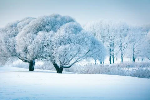 Winter trees Stock Photos