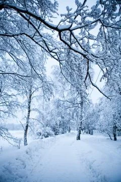 Winter trees Foto stock