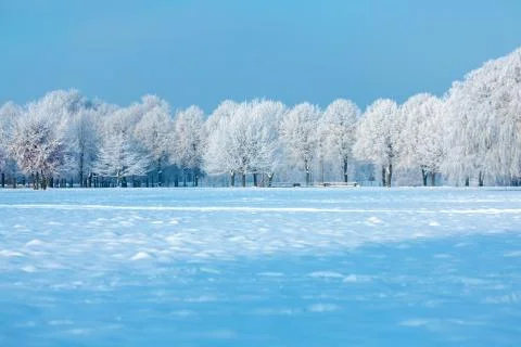Winter trees Stock Photos