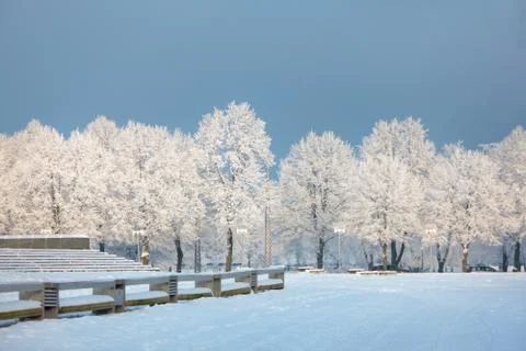 Winter trees Stock Photos
