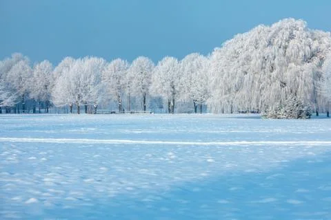 Winter trees Stock-Fotos