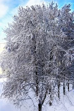 Winter trees Stock Photos