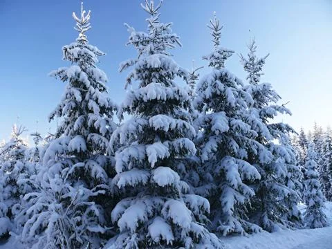 Winter trees Foto stock