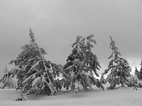 Winter trees Foto stock
