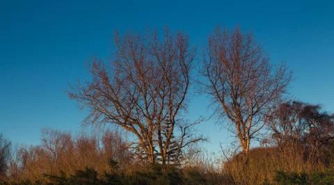 Winter trees Stock Photos