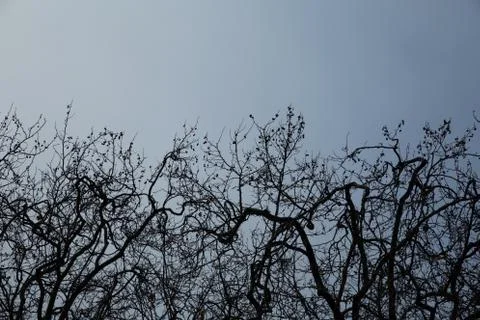 Winter Trees Foto stock