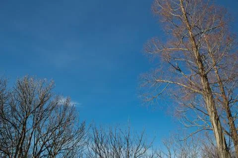 Winter trees Stock Photos
