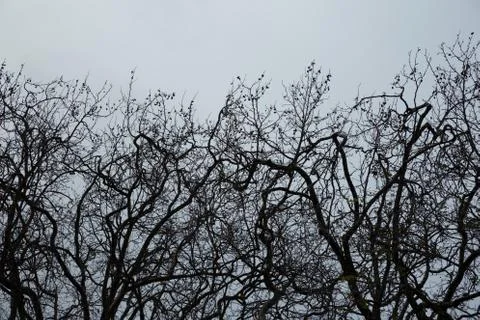 Winter trees Stock Photos