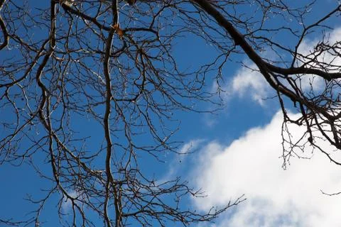 Winter trees Fotos de archivo