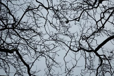 Winter Trees Fotos de archivo