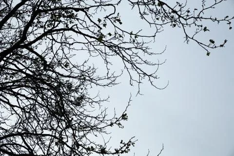 Winter Trees Stock Photos