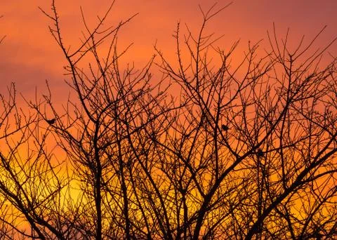 Winter trees Stock Photos