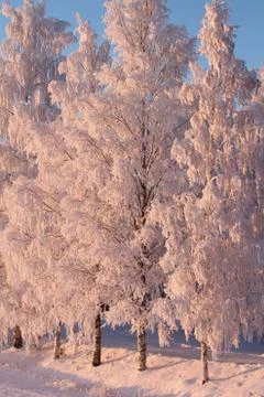 Winter trees Stock Photos