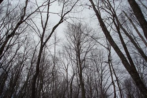 Winter Trees Foto stock