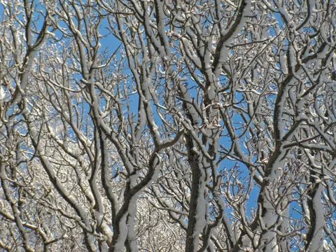 Winter trees Stock Photos