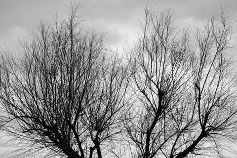 Winter trees Fotos de archivo