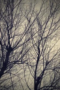 Winter trees Foto stock