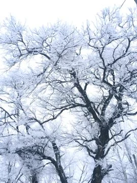 Winter trees Stock Photos
