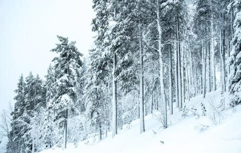 Winter trees Foto stock