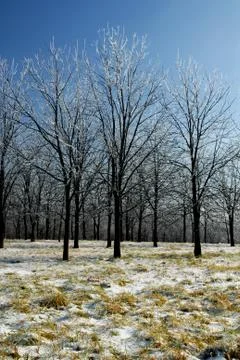 Winter Trees Stock Photos