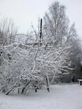 Winter trees Stock Photos