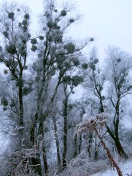 Winter trees Stock Photos