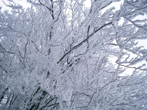 Winter trees Stock Photos