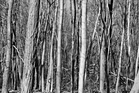 Winter trees 스톡 사진