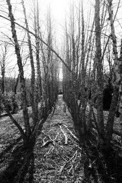 Winter Trees Stock Photos
