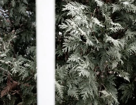 Winter trees Stock Photos