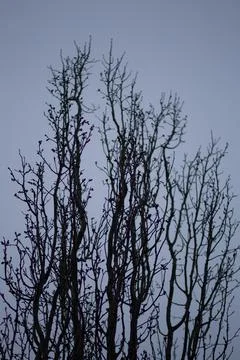 Winter Trees Stock Photos