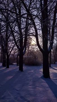 Winter trees Stock Photos