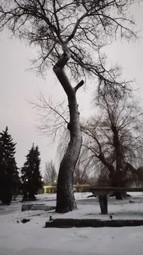 Winter trees Stock Photos