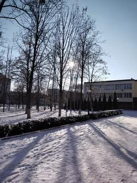 Winter trees Stock Photos