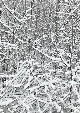 Winter trees Stock Photos