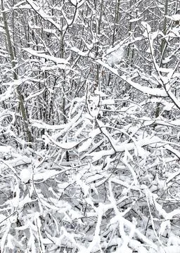 Winter trees Stock Photos