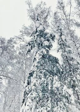 Winter trees Foto stock
