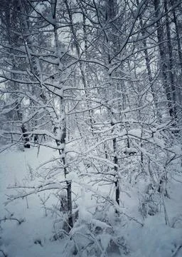 Winter trees Foto stock