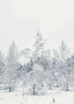 Winter trees Stock Photos