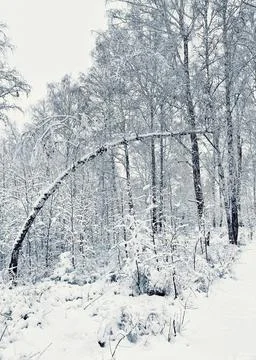 Winter trees Stock Photos