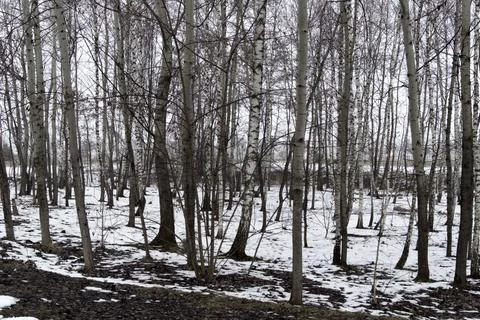 Winter trees Stock Photos