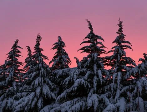 Winter trees on pink sky Stock Photos