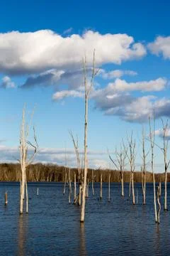 Winter trees in pond vertical image Stock Photos
