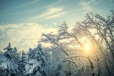 Winter trees in a rays of sun with blue sky Фото
