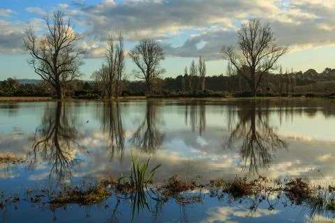 Winter trees reflected in lake Stock Photos