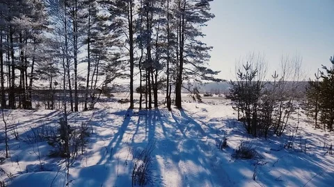 Winter trees by the road 스톡 동영상 93604326