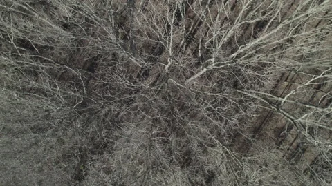 Winter trees rotating  overhead view, drone Stock Footage 170197922
