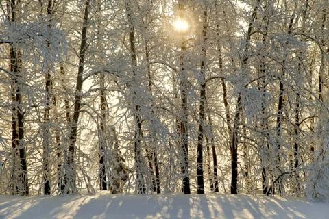 Winter trees in a row in hoar with setting sun Stock Photos