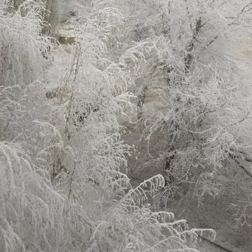 Winter Trees As Seen From Window 写真素材